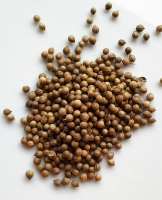 Coriandre grains