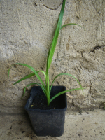 Hémérocalle à replanter