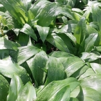 Bouquet frais : ail des ours