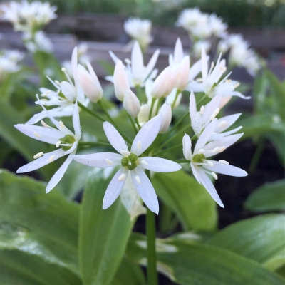 Plants ail des ours bio sauvage montagne