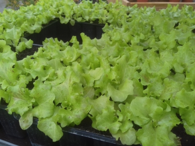12 salades à repiquer st antoine