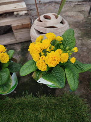 Primevere fleurs double jaune