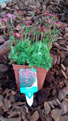 Saxifrage mousse rouge