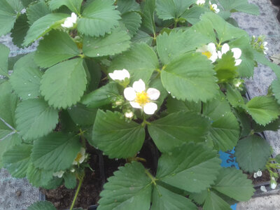 Plants  fraisier remontant cirafine