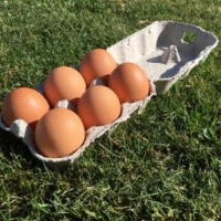 12 oeufs plein air
