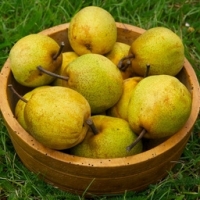 Poire passe crassane