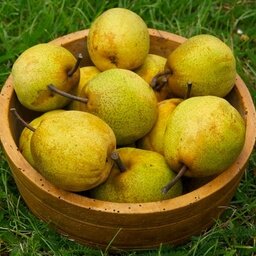 Poire passe crassane