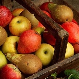 Pommes et poires : mélange de variétés
