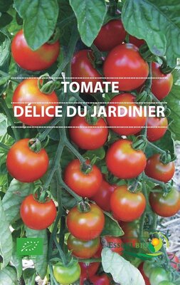 Plant de tomate cerise' poire rouge'