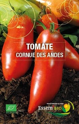 Plant de tomate 'cornue des andes'