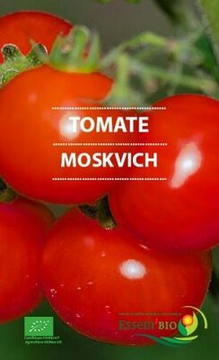 Plant de tomate 'moskvich'