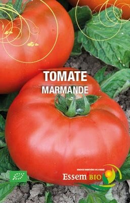 Plant de tomate 'marmande'