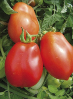 Plant tomate 'roma'