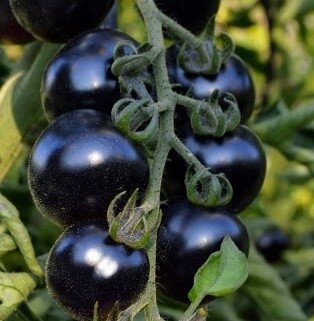 Plant tomate ' bosque blue'