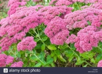 Sedum spectabile