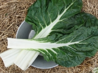 Blette a cote blanche