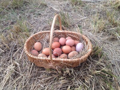 Oeufs extra frais biologique
