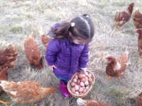 Oeufs extra frais biologique