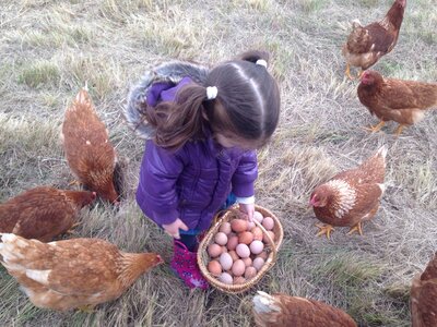 Oeufs extra frais biologique