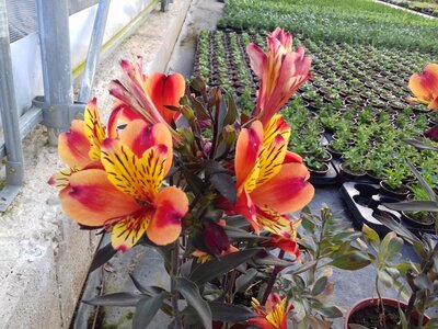 Alstromeria orange