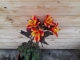 Alstromeria orange - image 2