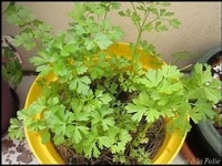 2 plant de persil  '1frisé + 1 plat'
