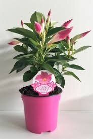 Dipladénia rose