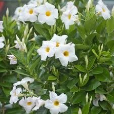 Dipladénia blanc