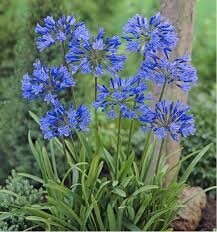 Agapanthe bleu en pot de 3l