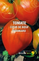 Plant de tomate 'cœur de bœuf race rouge'