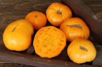 Plant de tomate 'russe jaune'