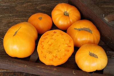 Plant de tomate 'russe jaune'