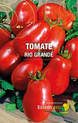 Plant de tomate 'japonaise'