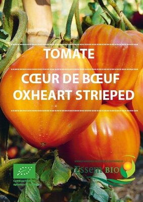 Plant de tomate 'coeur de boeuf oxheart'