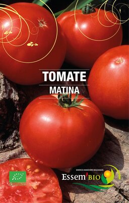 Plant de tomate cœur de bœuf