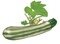 Plant courgette 'non coureuse d'italie'