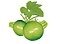 Plant courgette 'ronde de nice'