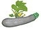 Plant courgette 'blanche de triest'