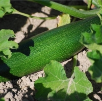 Plant courgette 'verte maraîchère'