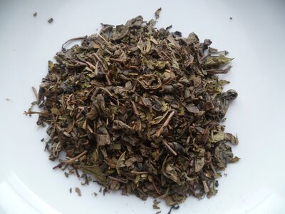 ' les seigneurs du désert ' menthe