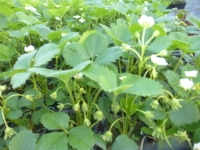 Petit fruit fraisier mara des bois