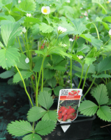 Fraisier non remontant gariguette