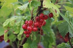 Ribes rubr. jonkher v. tets 50/80 (groseillier rouge)