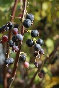 Ribes nigr. black reward 30/50 (cassis)