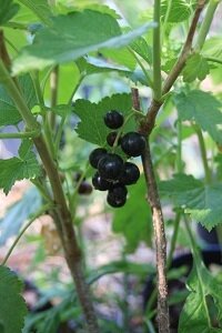 Ribes nigr. andega 40/60 (cassis)