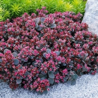 Sedum amber red