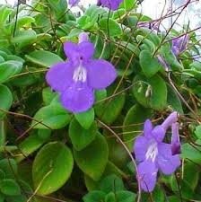 Suspension streptocarpus violet bleu