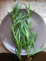 Estragon frais