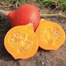 Plant de potimarron