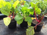 Poiret décoratif et comestible pour massif